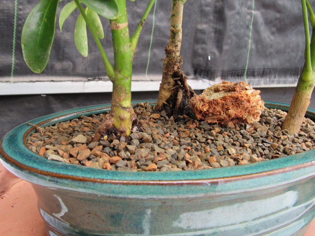 3 Tree Hawaiian Umbrella Bonsai Tree Forest Bark