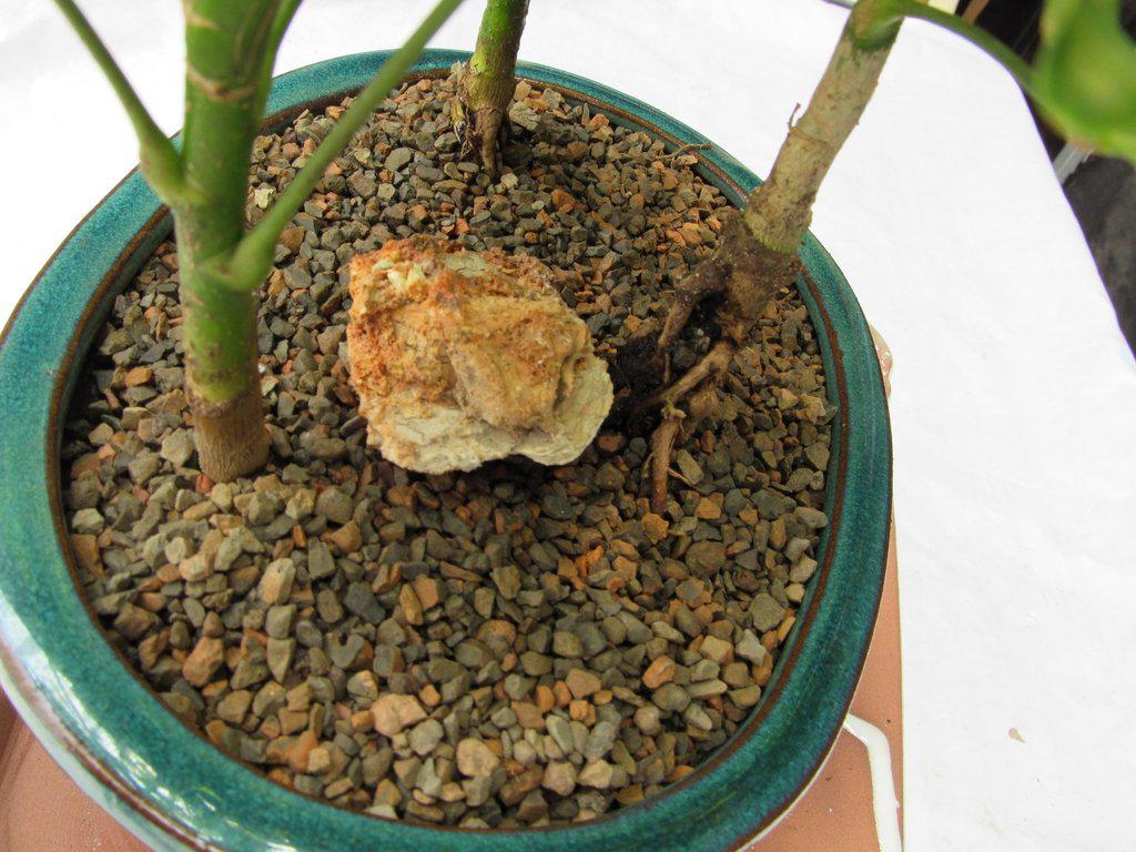 3 Tree Hawaiian Umbrella Bonsai Tree Forest Top Down