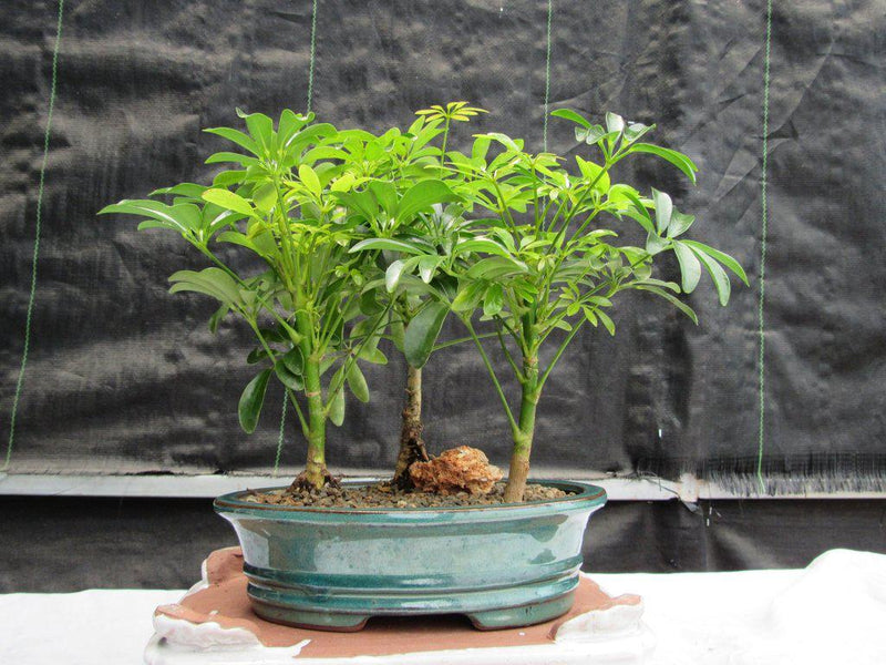 golden hawaiian umbrella bonsai tree Hawaiian Umbrella Bonsai Tree Forest (3 Trees)