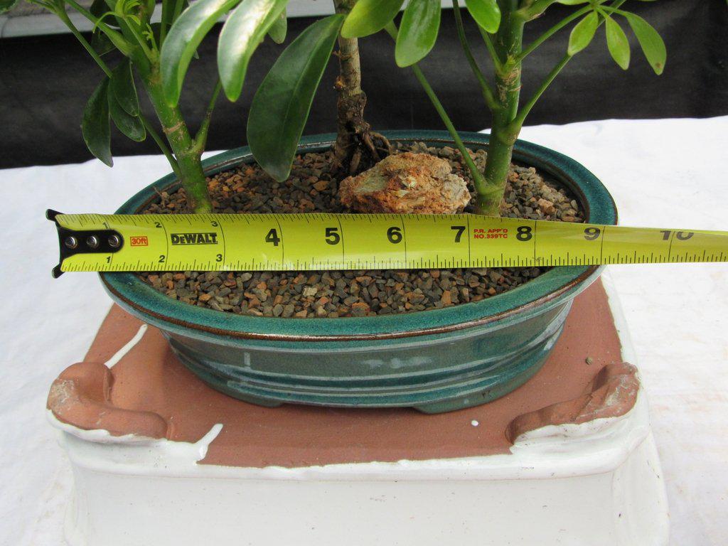 3 Tree Hawaiian Umbrella Bonsai Tree Forest Size