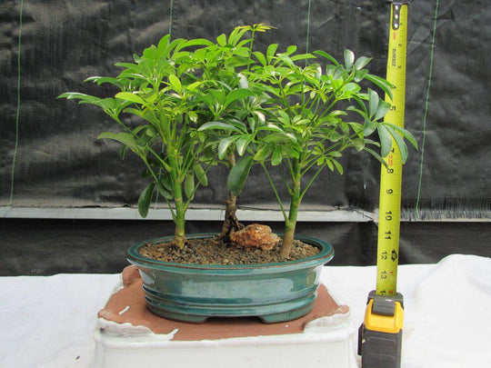 umbrella bonsai tree care Hawaiian Umbrella Bonsai Tree Forest (3 Trees)