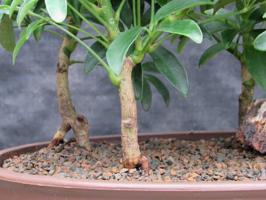 Hawaiian Umbrella Bonsai Tree Forest Closeup