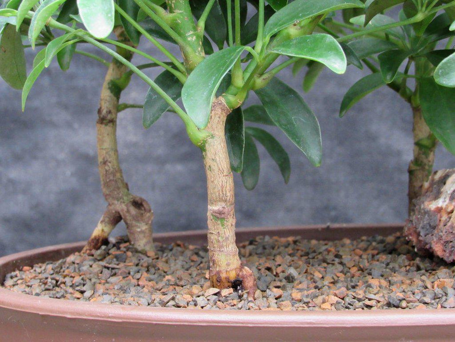 Hawaiian Umbrella Bonsai Tree Forest Closeup