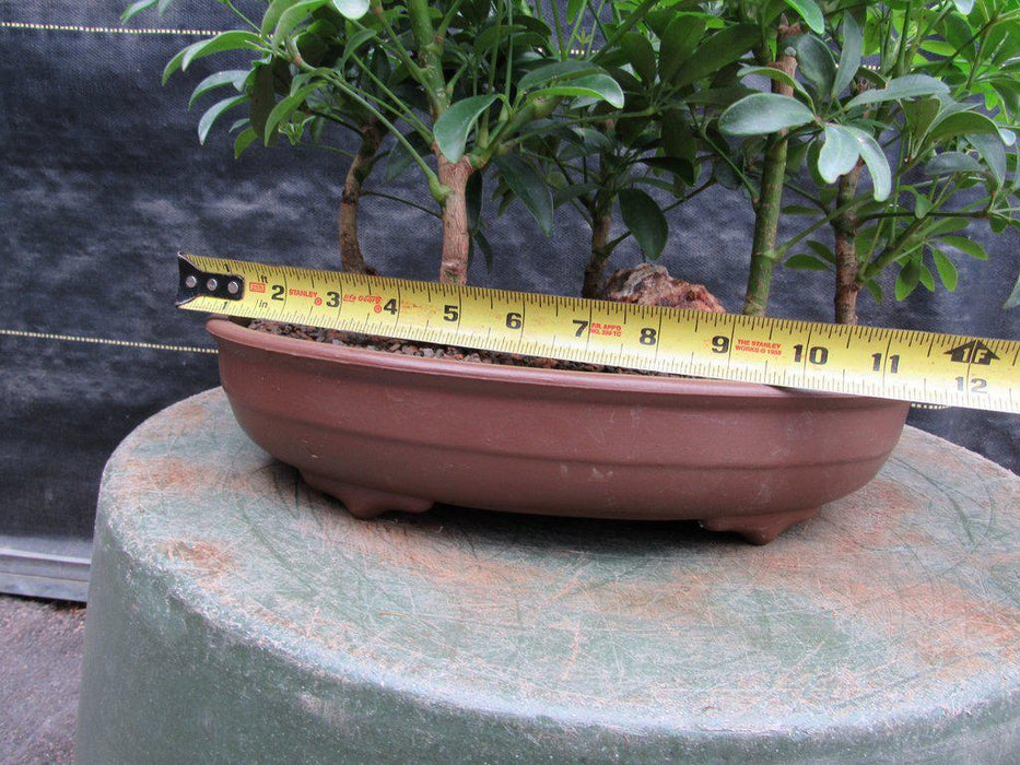 Hawaiian Umbrella Bonsai Tree Forest Width