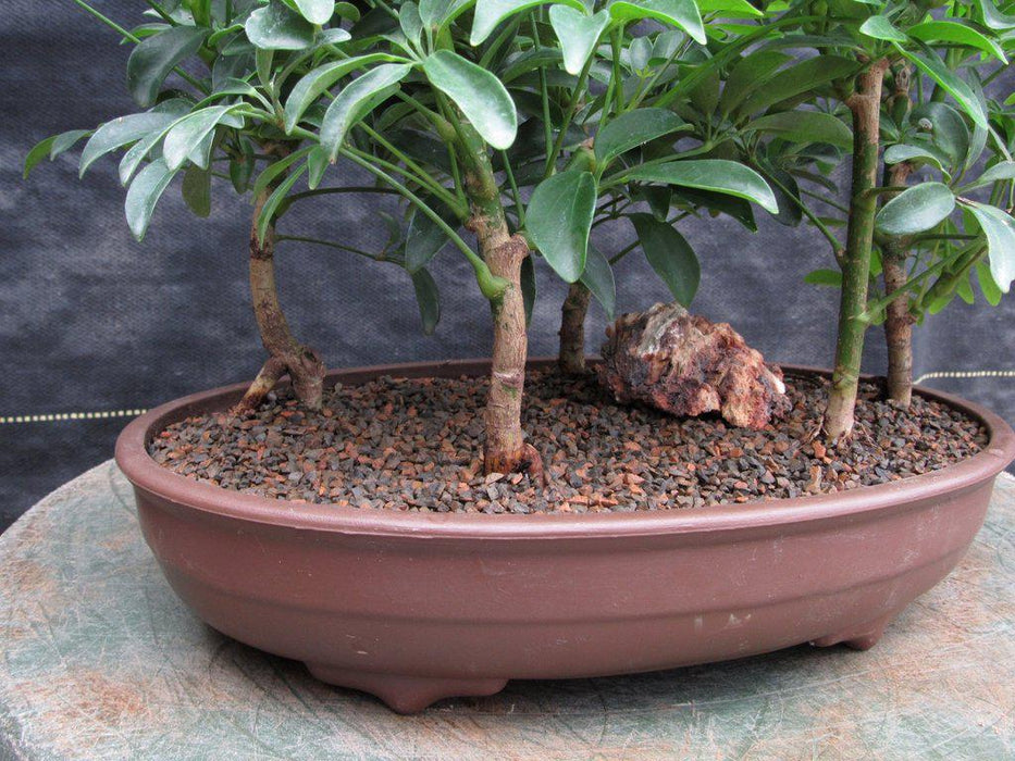 Hawaiian Umbrella Bonsai Tree Forest Trunk