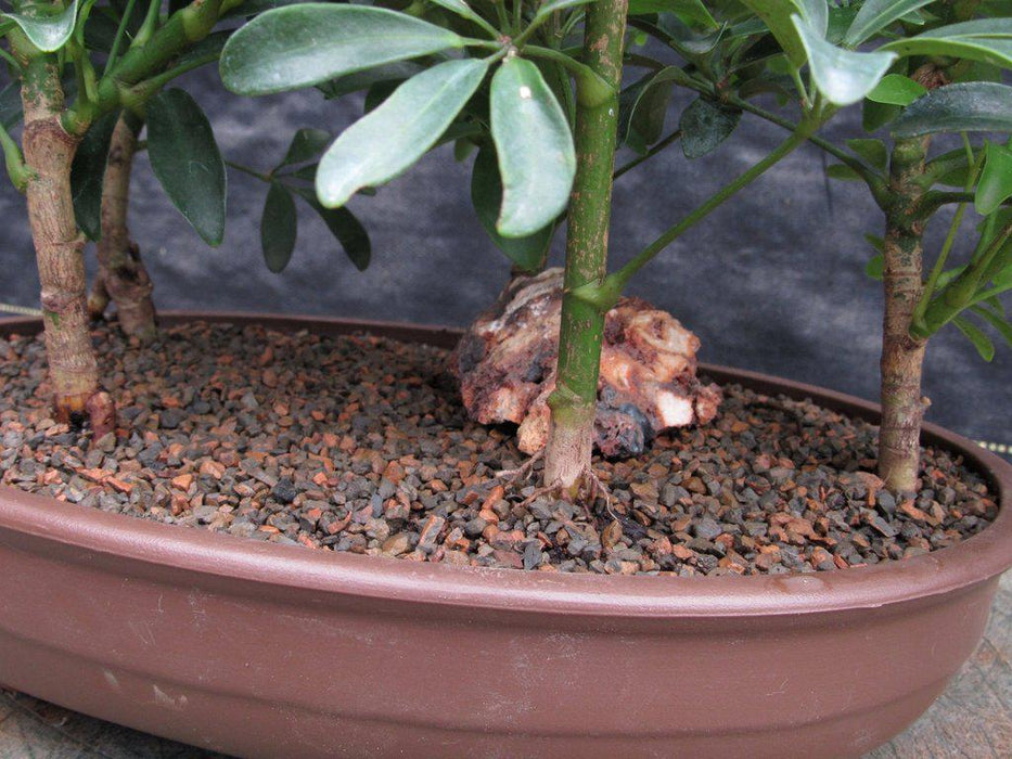 Hawaiian Umbrella Bonsai Tree Forest Roots