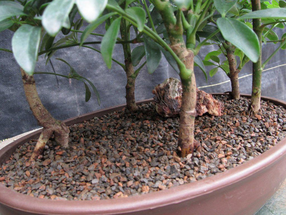 Hawaiian Umbrella Bonsai Tree Forest Side