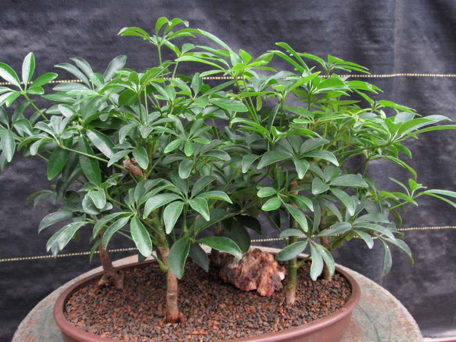 Hawaiian Umbrella Bonsai Tree Forest Profile