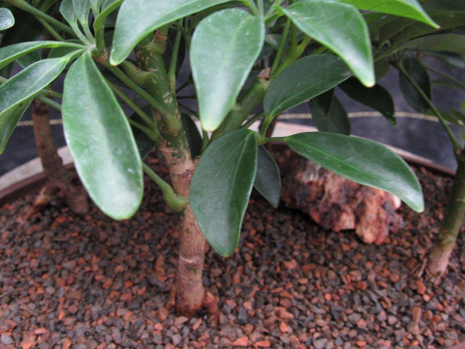 Hawaiian Umbrella Bonsai Tree Forest Leaves