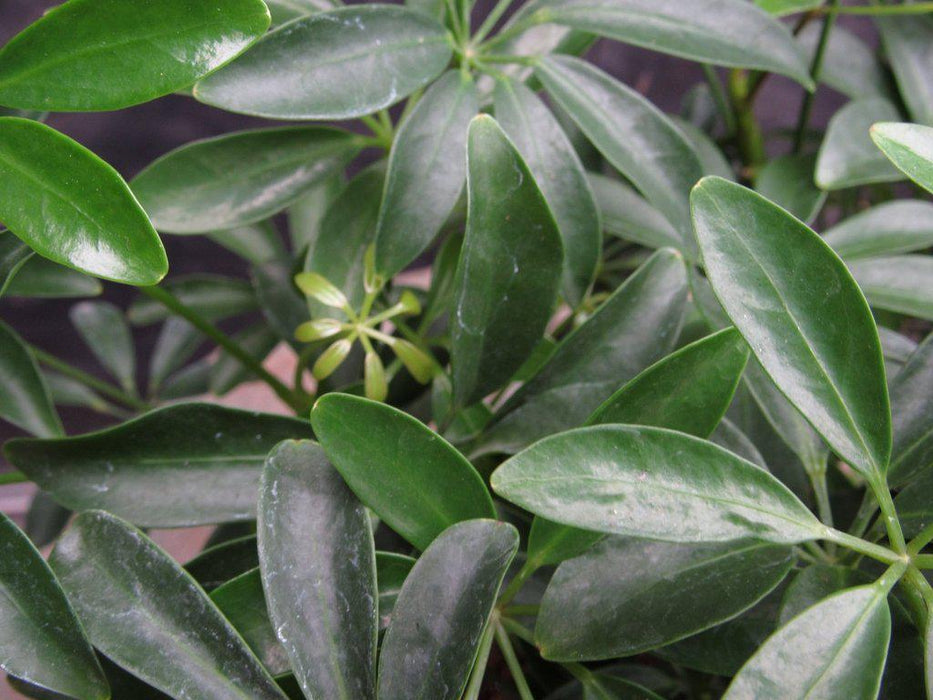 Hawaiian Umbrella Bonsai Tree Forest Foliage