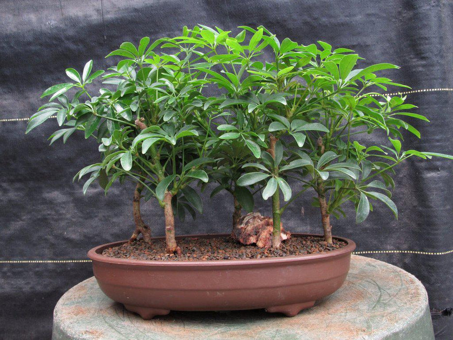 Hawaiian Umbrella Bonsai Tree Forest Full