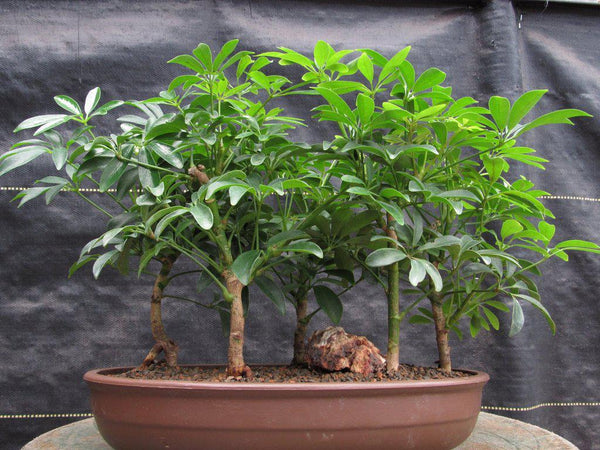 hawaiian umbrella tree bonsai pruning Hawaiian Umbrella Bonsai Tree Forest (5 Trees)