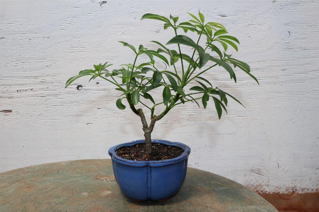 Small Hawaiian Umbrella Bonsai Tree