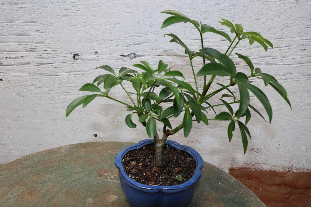 Small Hawaiian Umbrella Bonsai Tree Profile