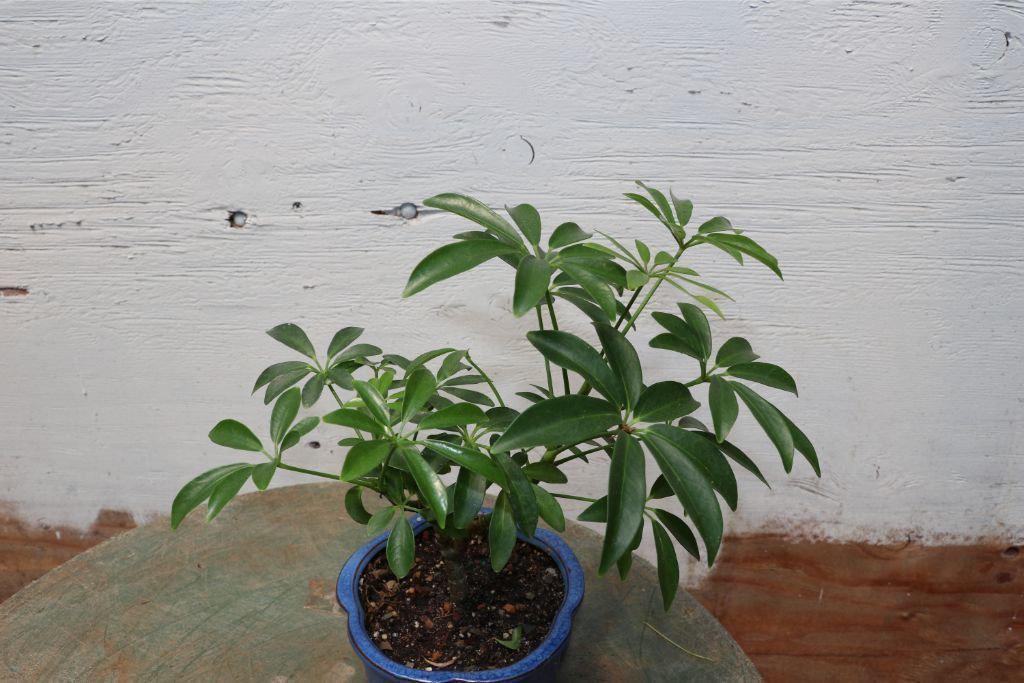 Small Hawaiian Umbrella Bonsai Tree Canopy