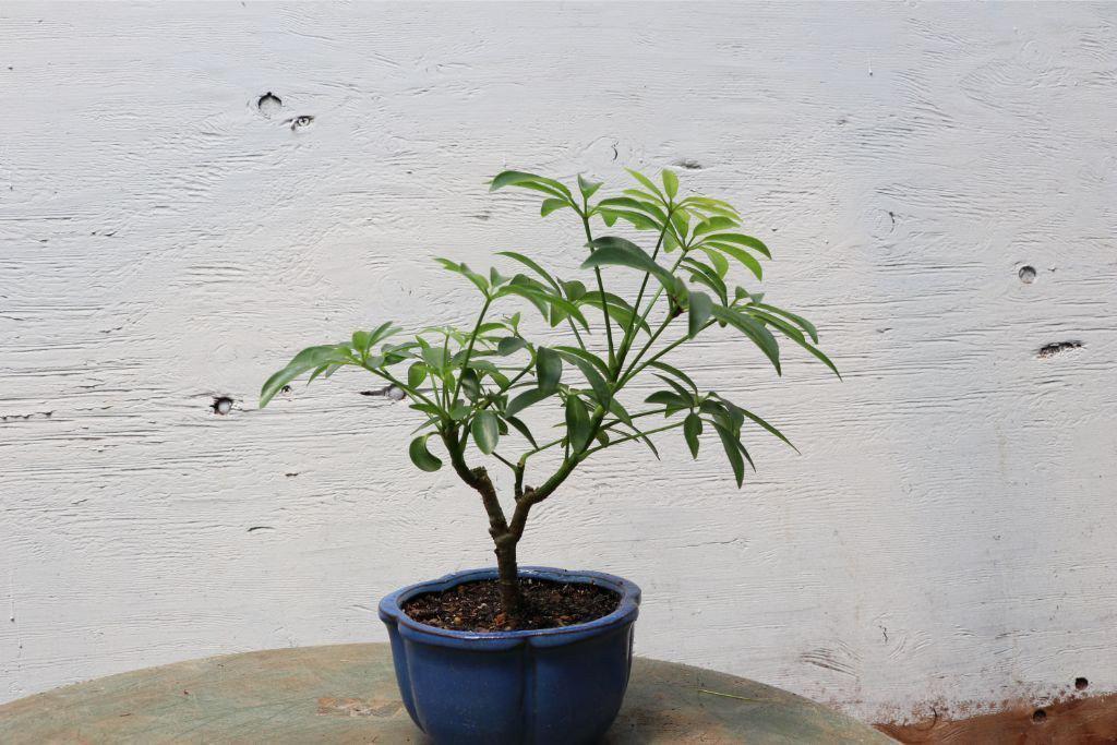 Small Hawaiian Umbrella Bonsai Tree Leaves