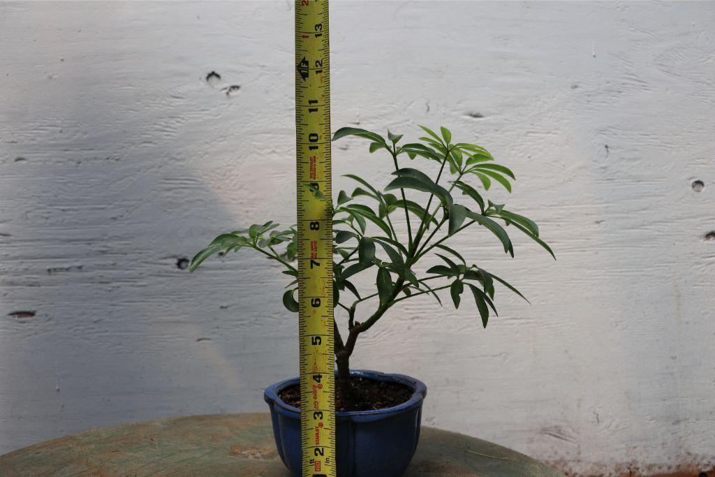 Small Hawaiian Umbrella Bonsai Tree Size
