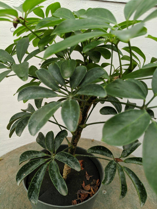 Hawaiian Umbrella Pre Bonsai Tree Leaves