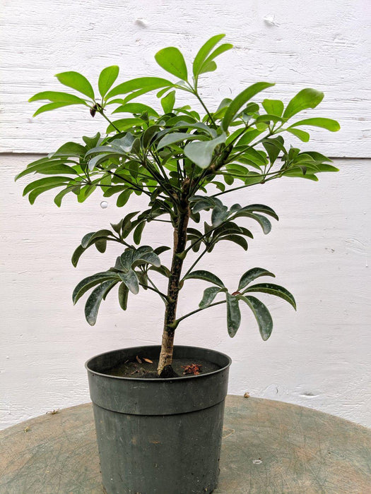 Hawaiian Umbrella Pre Bonsai Tree Trunk