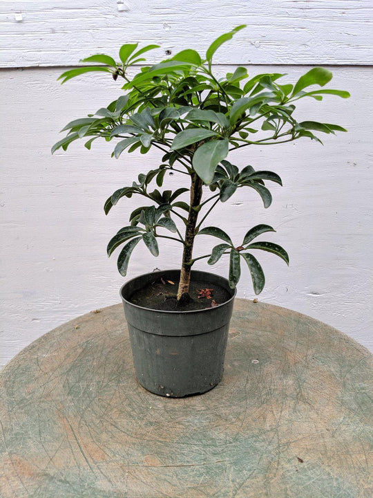 schefflera arboricola bonsai for sale Hawaiian Umbrella Pre Bonsai Tree