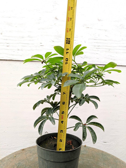 Hawaiian Umbrella Pre Bonsai Tree Size