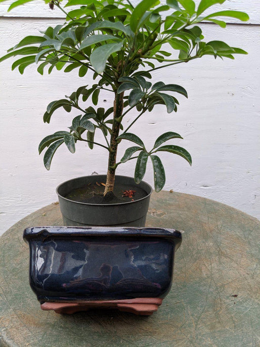 Hawaiian Umbrella Pre Bonsai Tree With DIY Kit Pot