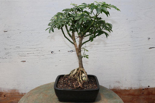 Hawaiian Umbrella Root Over Rock Bonsai Tree