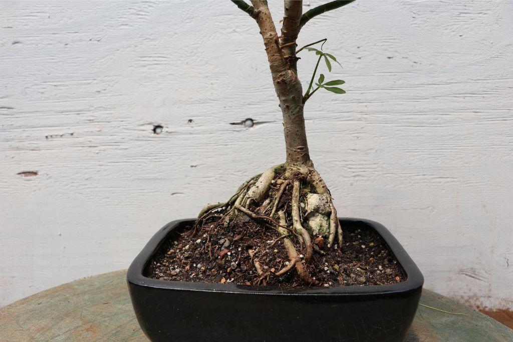 Root Over Rock Hawaiian Umbrella Bonsai Tree Root Closeup