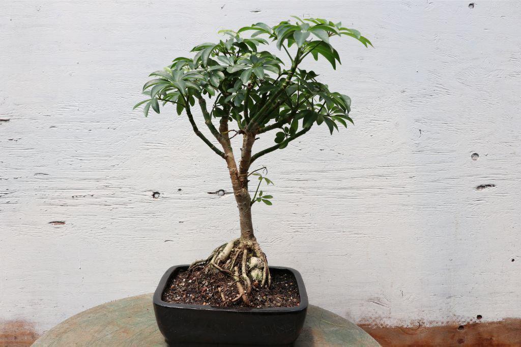 umbrella thorn tree bonsai Hawaiian Umbrella Root Over Rock Bonsai Tree