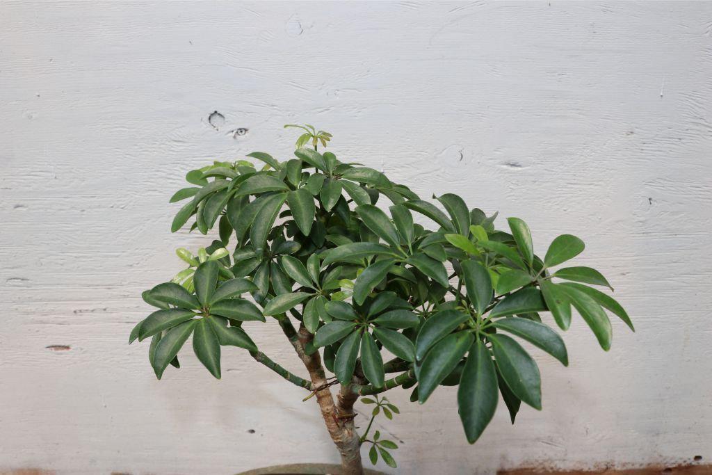 Root Over Rock Hawaiian Umbrella Bonsai Tree Leaves