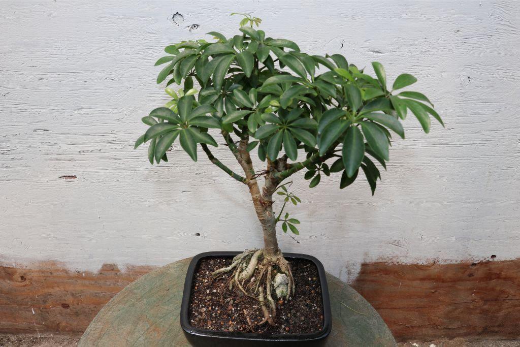 Root Over Rock Hawaiian Umbrella Bonsai Tree Canopy