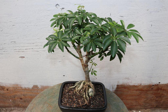 Hawaiian Umbrella Root Over Rock Bonsai Tree