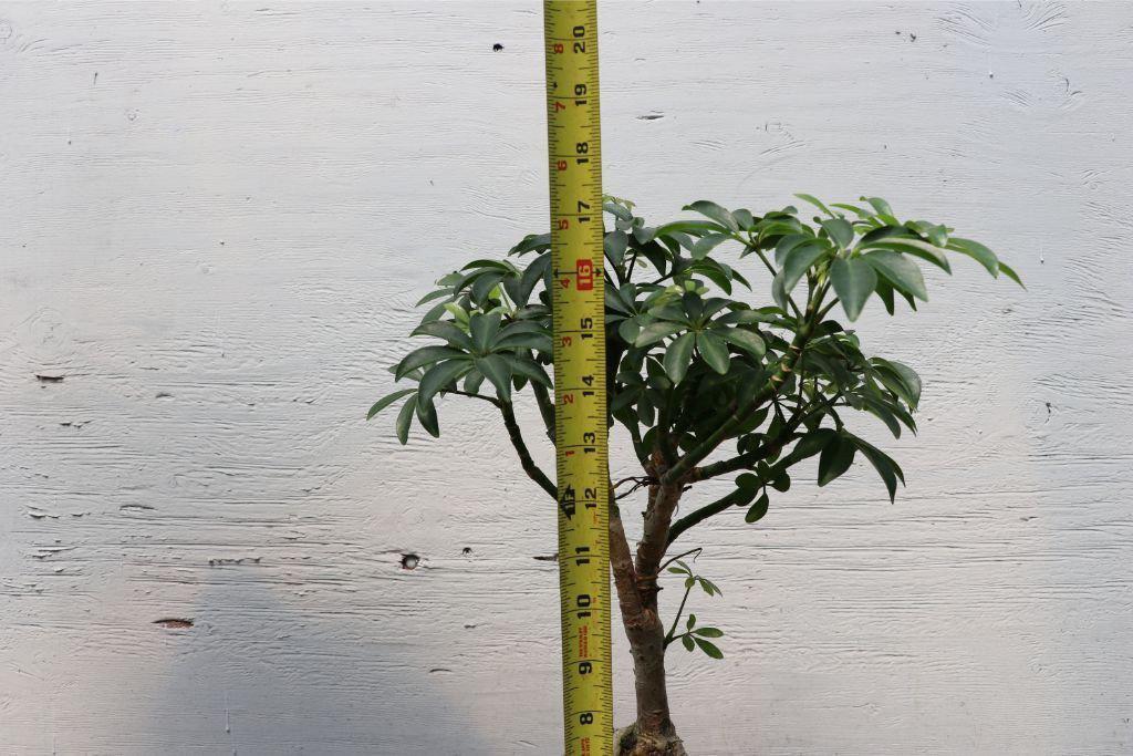 Root Over Rock Hawaiian Umbrella Bonsai Tree Size