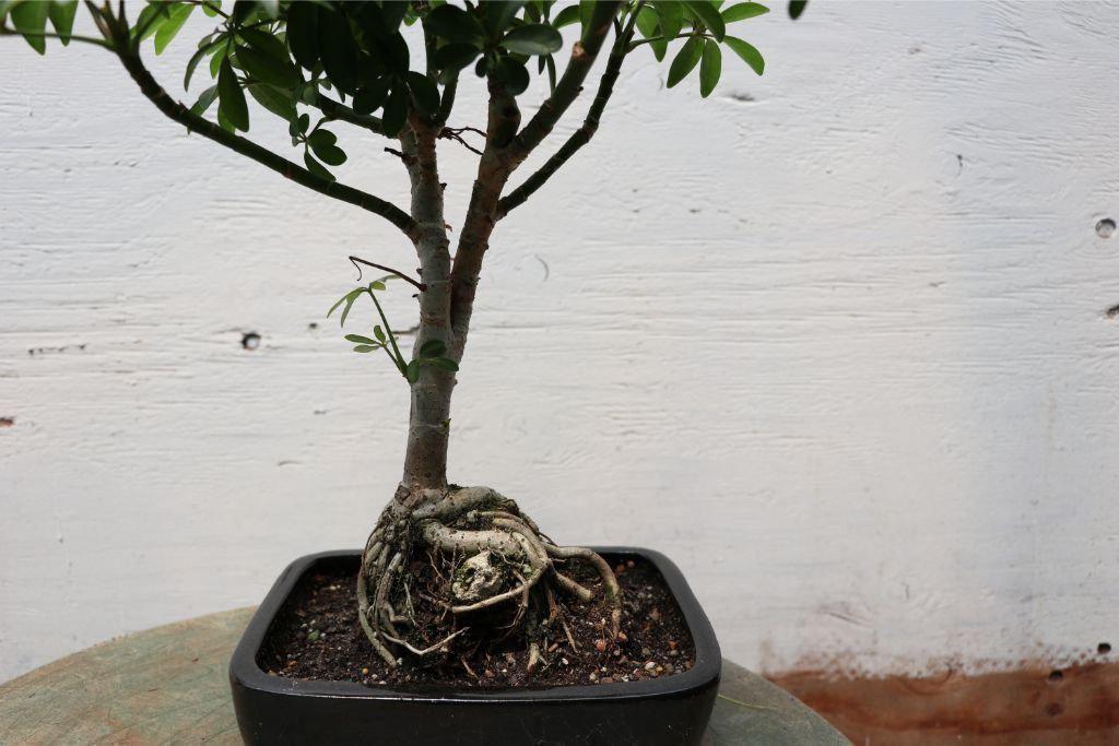 Root Over Rock Hawaiian Umbrella Bonsai Tree Closeup