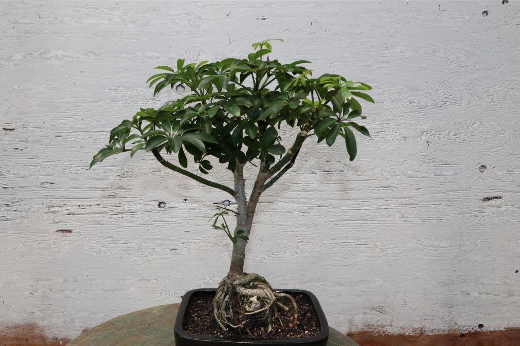 Root Over Rock Hawaiian Umbrella Bonsai Tree Alt