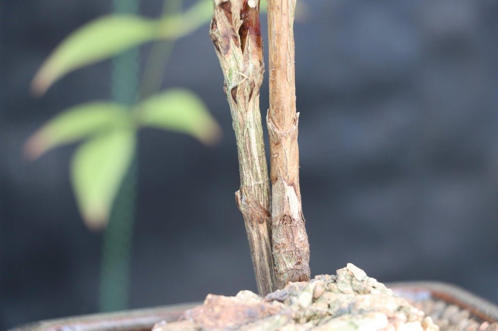 Heavenly Bamboo Bonsai Tree Bark