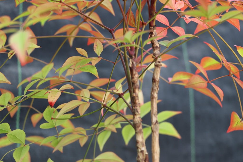 Heavenly Bamboo Bonsai Tree Trunk