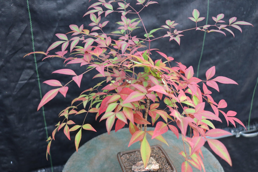 Heavenly Bamboo Bonsai Tree Canopy