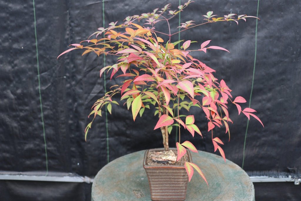 bamboo bonsai tree Heavenly Bamboo Bonsai Tree