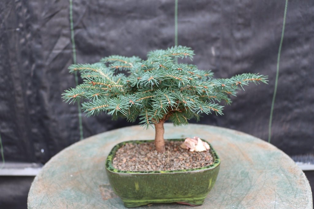 Deodar Cedar Bonsai Tree Profile