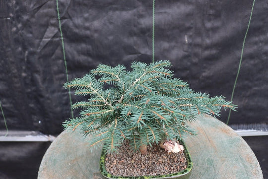 snow bonsai the imagination tree Himalayan Cedar 'Snow Sprite' Bonsai Tree