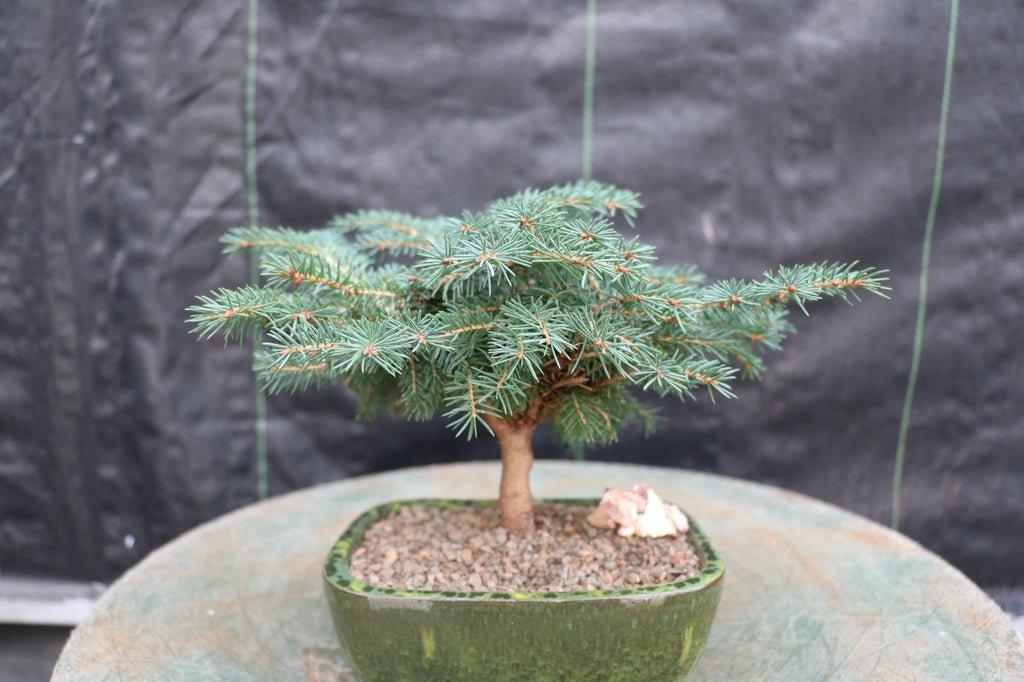 Deodar Cedar Bonsai Tree