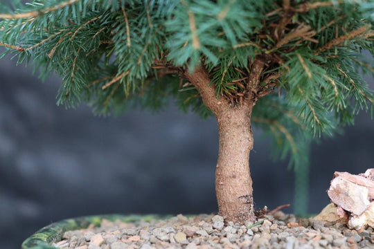 snow bonsai the imagination tree Himalayan Cedar 'Snow Sprite' Bonsai Tree