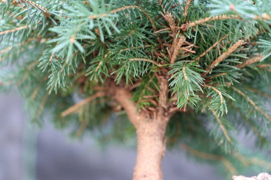 snow bonsai the imagination tree Himalayan Cedar 'Snow Sprite' Bonsai Tree