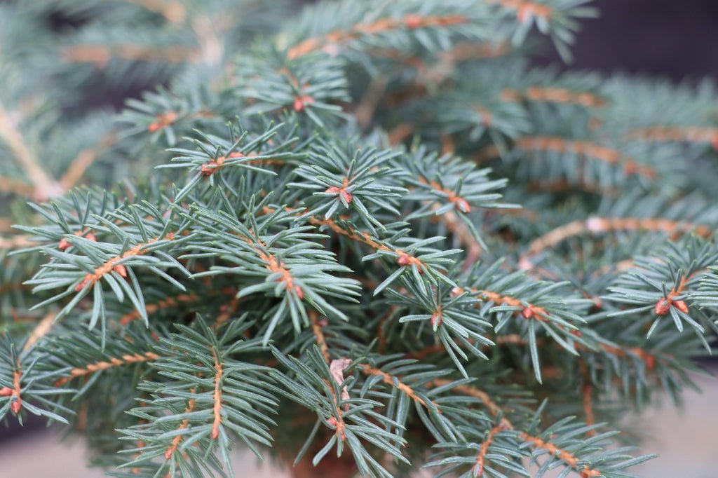 Deodar Cedar Bonsai Tree Needles