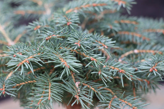 snow bonsai the imagination tree Himalayan Cedar 'Snow Sprite' Bonsai Tree
