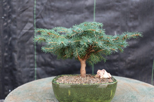 himbeer bonsai Himalayan Cedar 'Snow Sprite' Bonsai Tree