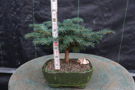 himalayan cedar bonsai tree Himalayan Cedar 'Snow Sprite' Bonsai Tree