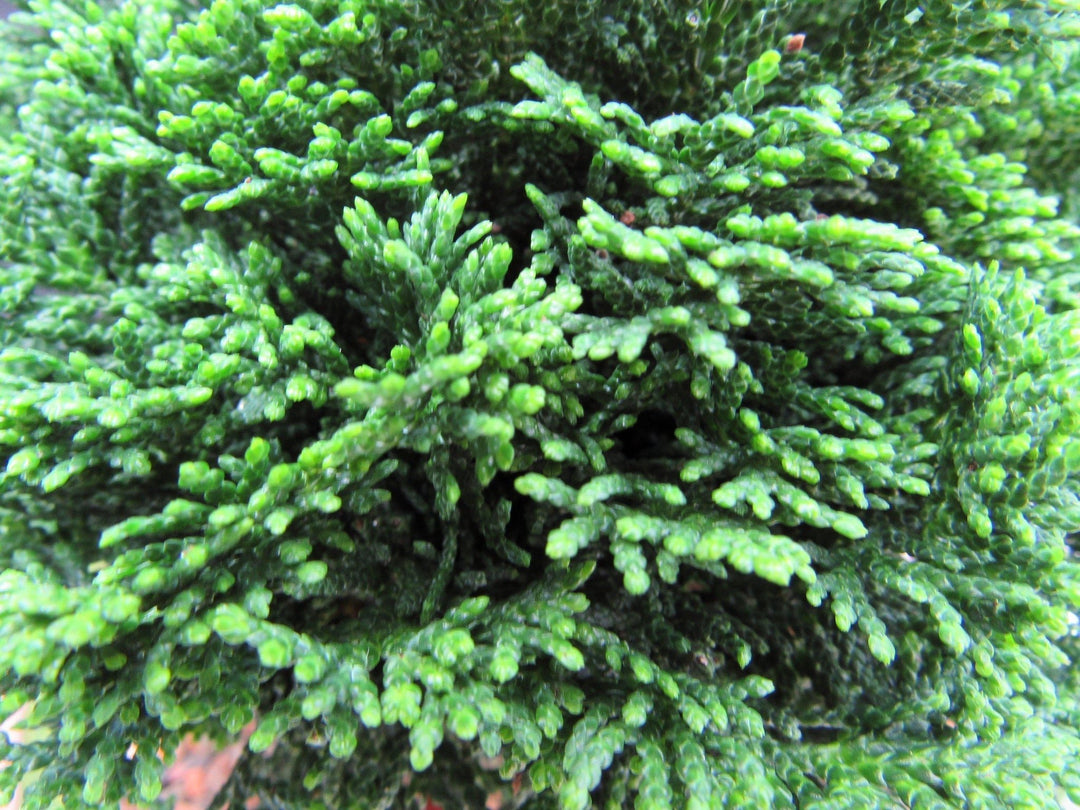Hinoki Cypress Bonsai Tree Foliage