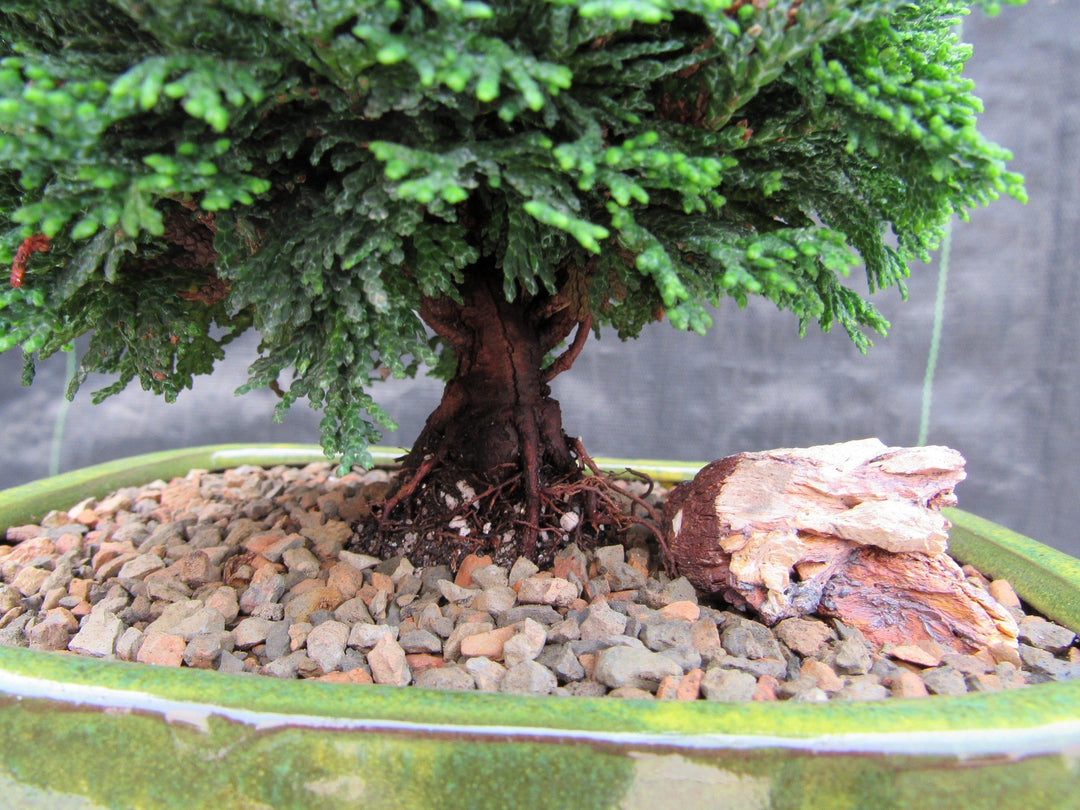 Hinoki Cypress Bonsai Tree Trunk